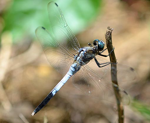 シオカラトンボのオス