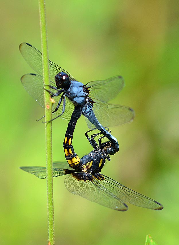 交尾中のオオシオカラトンボ