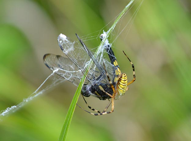 ナガコガネグモの巣にかかったオオシオカラトンボ