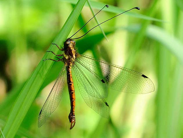 ツノトンボの写真