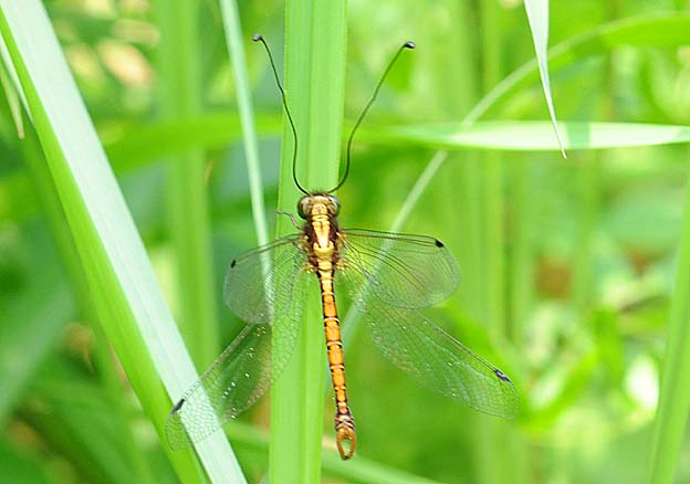 草にとまるツノトンボ