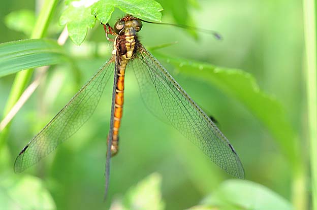 ヨモギにとまるツノトンボ
