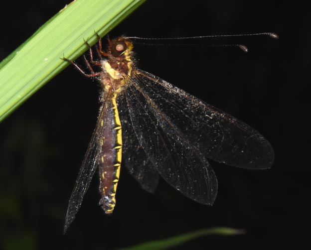 ツノトンボのメスの写真