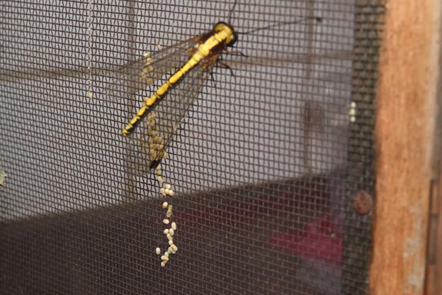 産卵をしたツノトンボの写真