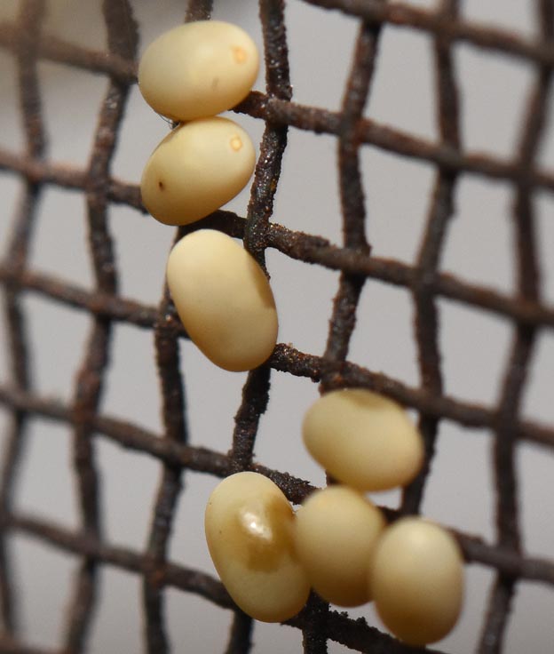 ツノトンボの卵の写真