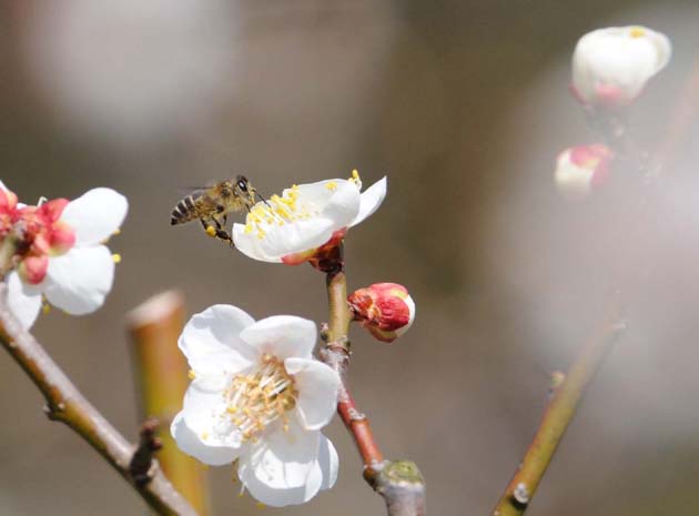 ウメの花とニホンミツバチ