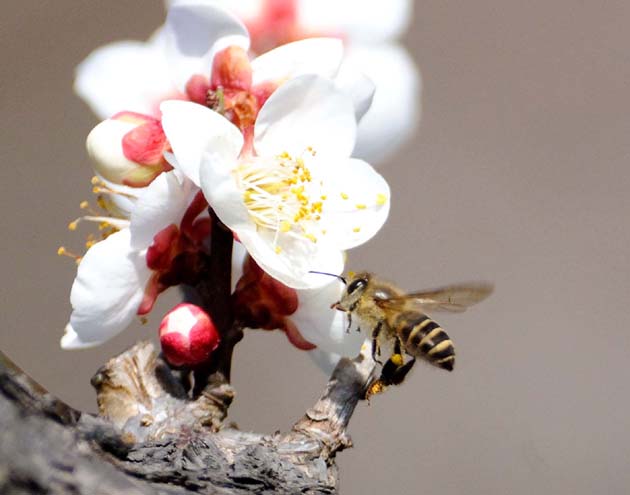 ウメの花とニホンミツバチ