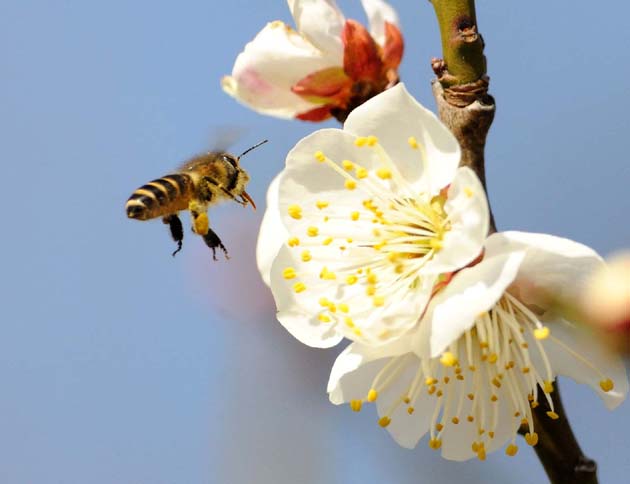 ウメの花とニホンミツバチ