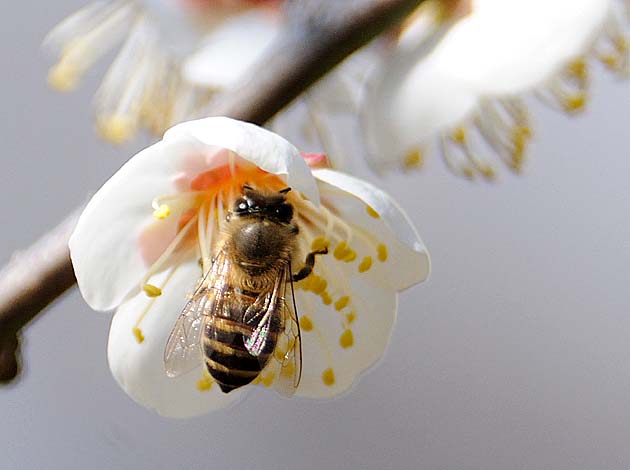 ウメの花とニホンミツバチ