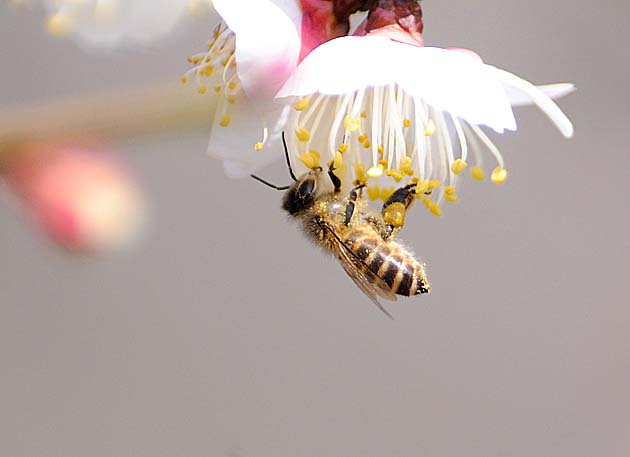 ウメの花とニホンミツバチ