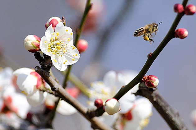 ウメの花とニホンミツバチ