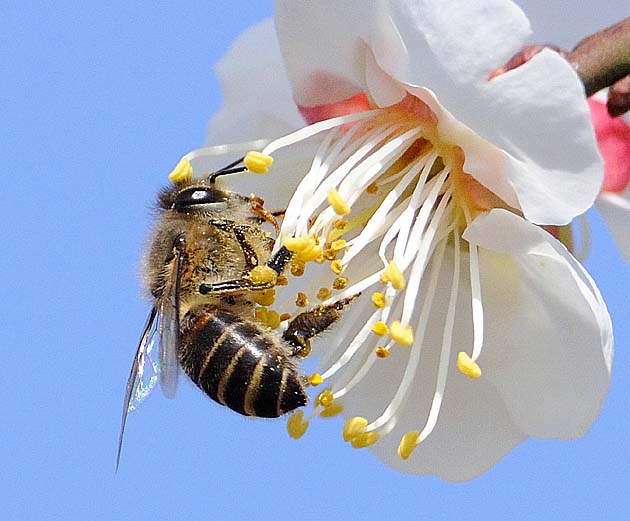 ウメの花とニホンミツバチ