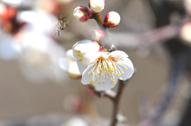 クリックしてください