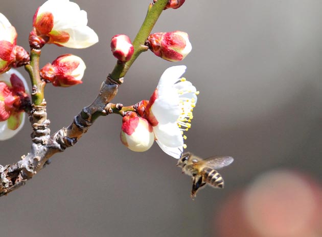 クリックしてください