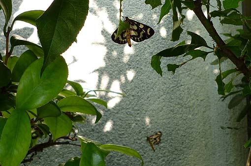 飛ぶウメエダシャク