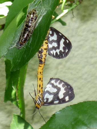 交尾中のウメエダシャク