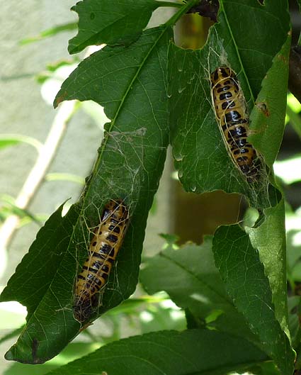 ウメエダシャクの蛹