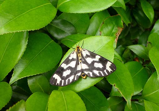 翌日のウメエダシャク