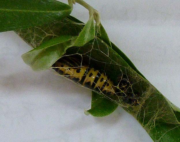 ウメエダシャクの蛹