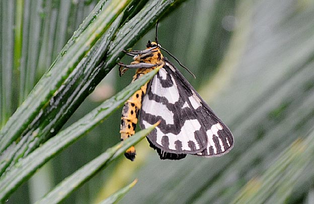 葉にとまるウメエダシャク