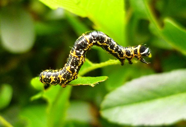 春のウメエダシャクの幼虫