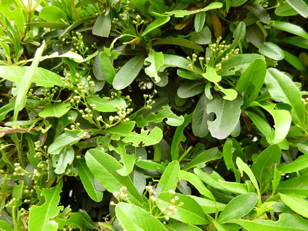 ピラカンサの食害・ウメエダシャク