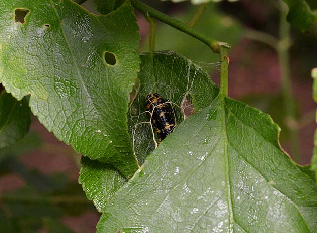 ウメエダシャクの蛹化