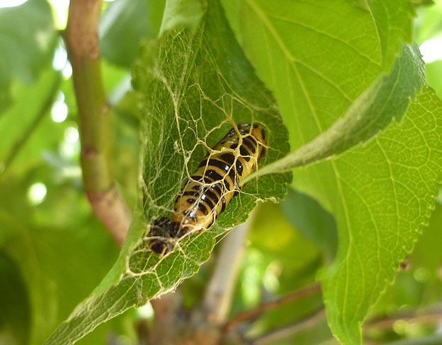 ウメエダシャクの蛹