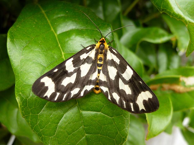 ウメエダシャクの写真