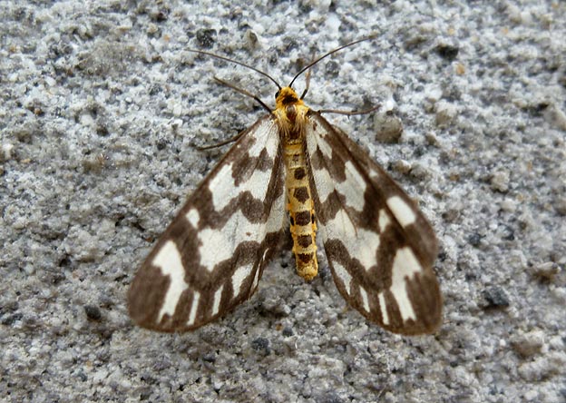 鱗粉の落ちたウメエダシャク