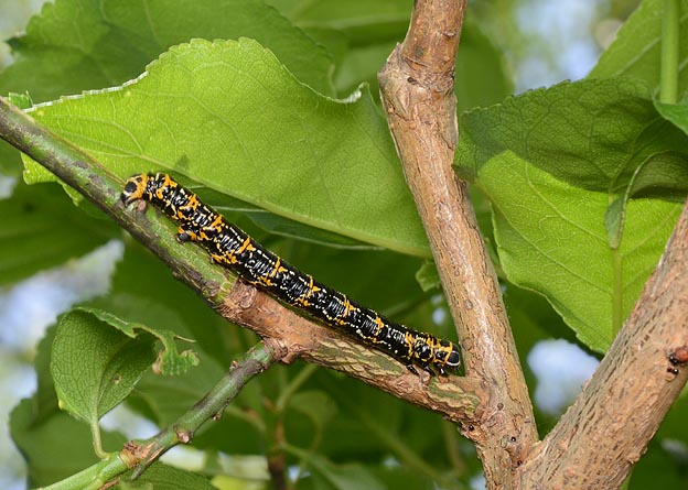 ウメエダシャクの終齢幼虫
