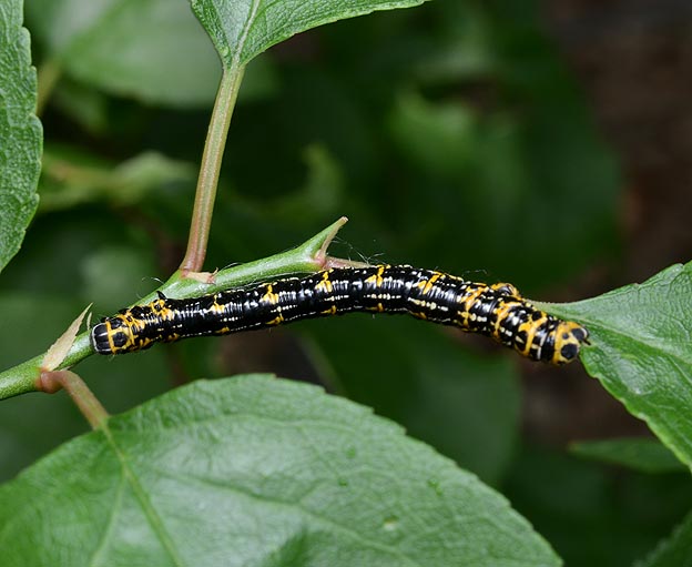 ウメエダシャクの終齢幼虫