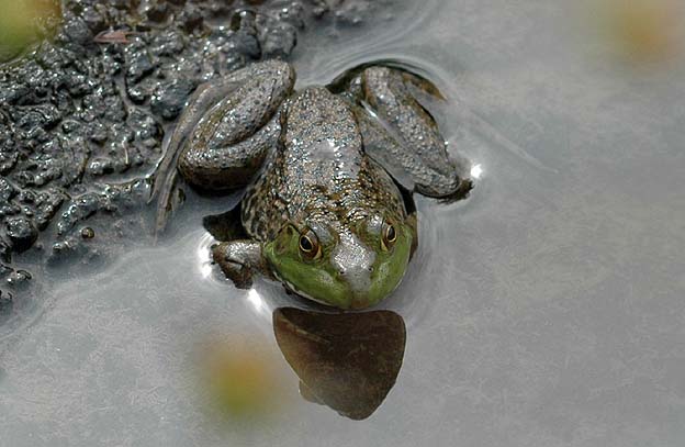 川沿いにいたウシガエル