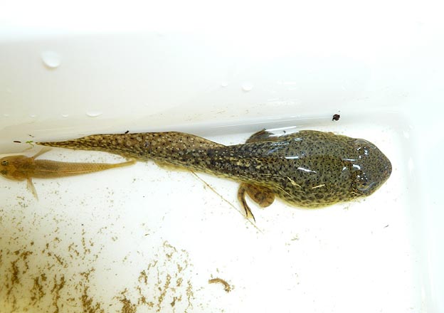 ウシガエルのオタマジャクシの写真