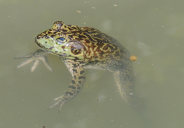 ウシガエルのオス