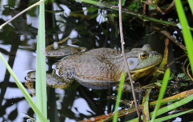 ウシガエルのメス
