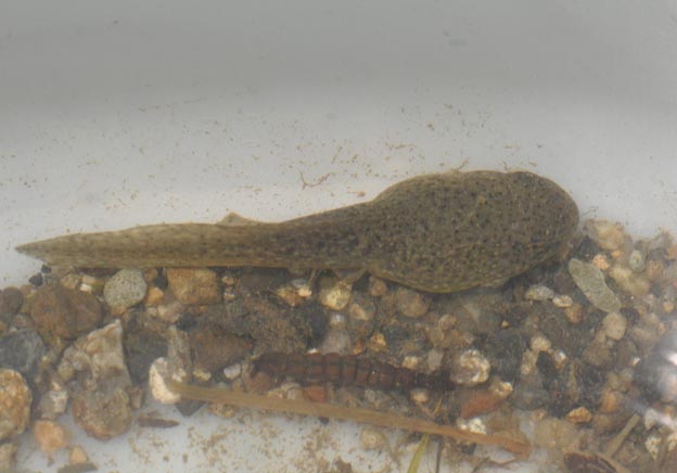 ウシガエルのオタマジャクシの写真