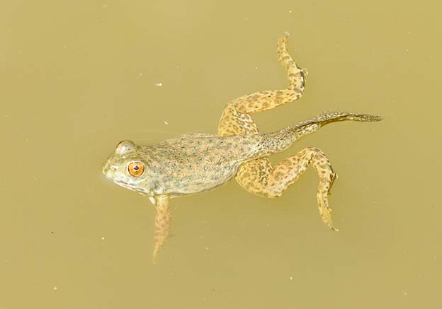 しっぽをつけたウシガエル