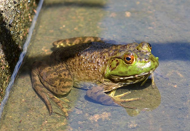 油断したウシガエル