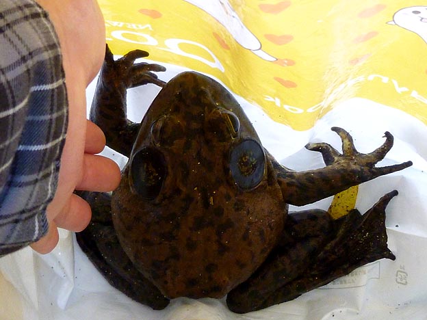 茶色で大きなウシガエル