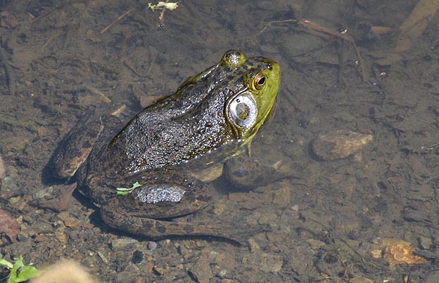 ウシガエルの写真
