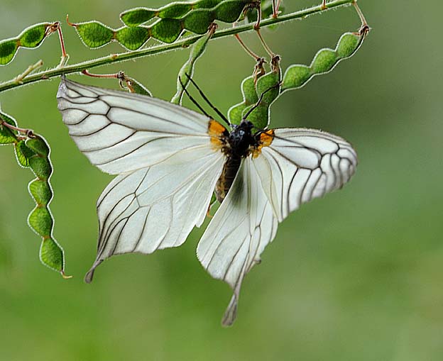 ウスバツバメガの写真