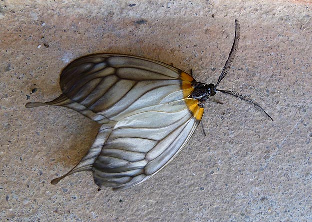 ベランダにいたウスバツバメガ