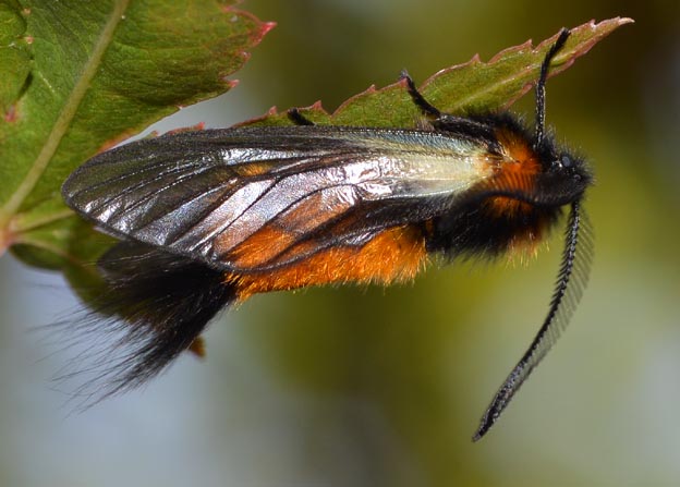 葉裏で休むミノウスバ