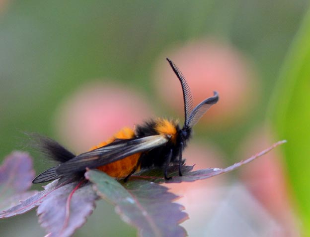 活動を始めたミノウスバ