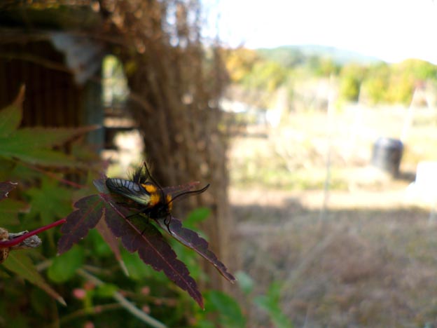 ミノウスバの成虫が見られた環境