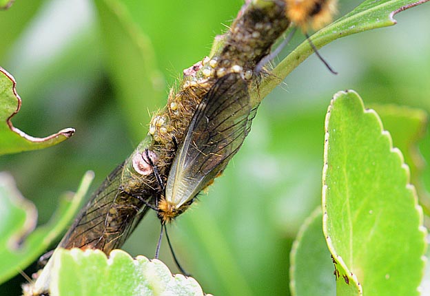 集団で産卵するミノウスバ