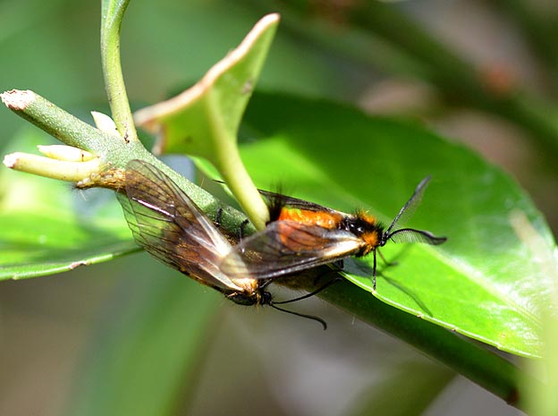 産卵中のミノウスバのメスに近づくオス