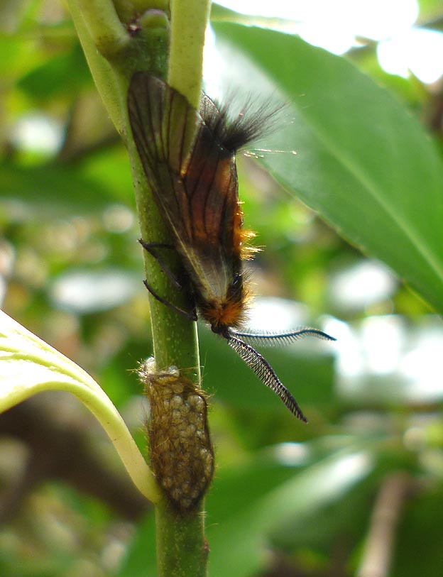 卵の近くで静止するチャミノガのオス