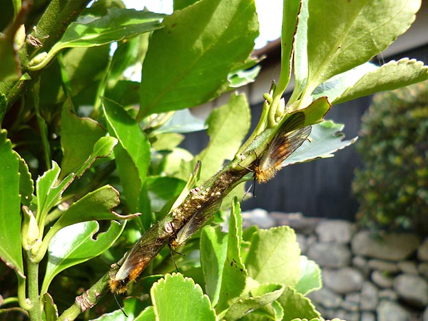 集まって産卵するチャミノガのメスたち